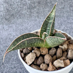 Сансевиерия ARUSHA BLUE