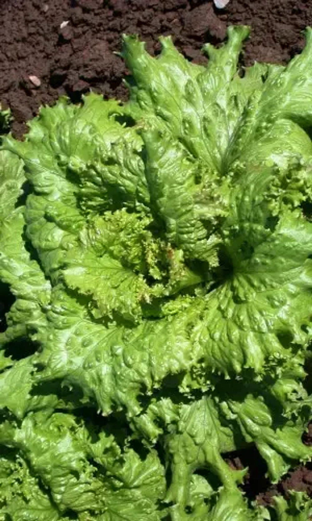 Семена Салат Кучерявец Грибовский 0,25гр (УД) Е/П