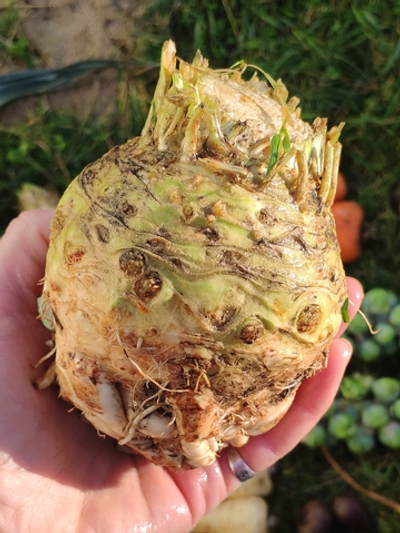 Корень сельдерея