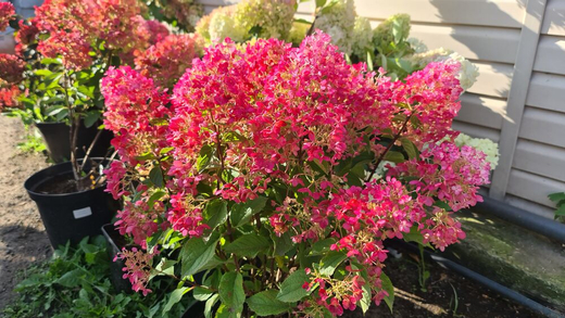 Гортензия метельчатая Литтл Рози Р9 Закупка М59 апрель 2026