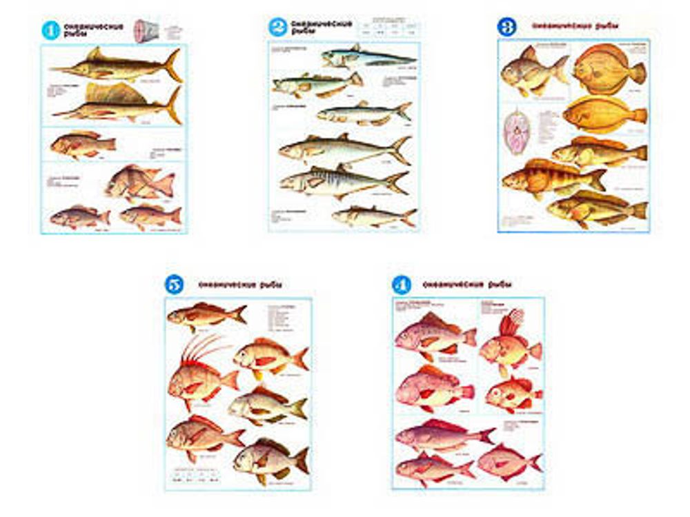 Плакаты ПРОФТЕХ &quot;Океанические рыбы&quot; (5 пл, винил, 70х100)