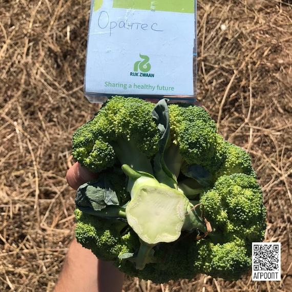 Орантес F1 семена капусты брокколи (Rijk Zwaan / Райк Цваан) в поле – фото 4