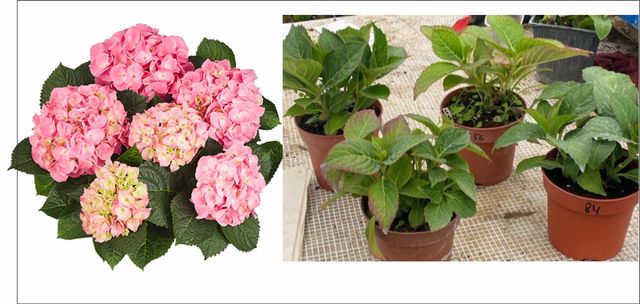 Крупнолистная Гортензия  контейнер Р11-Р14