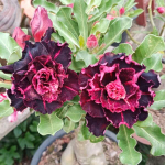 Адениум обесум BLUE DIAMOND