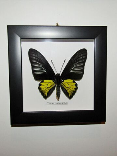Бабочка Troides rhadamantus в рамке
