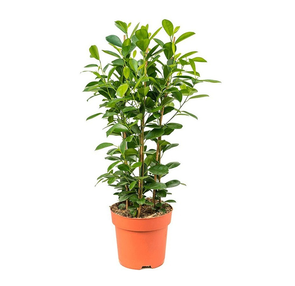 Фикус Макламе