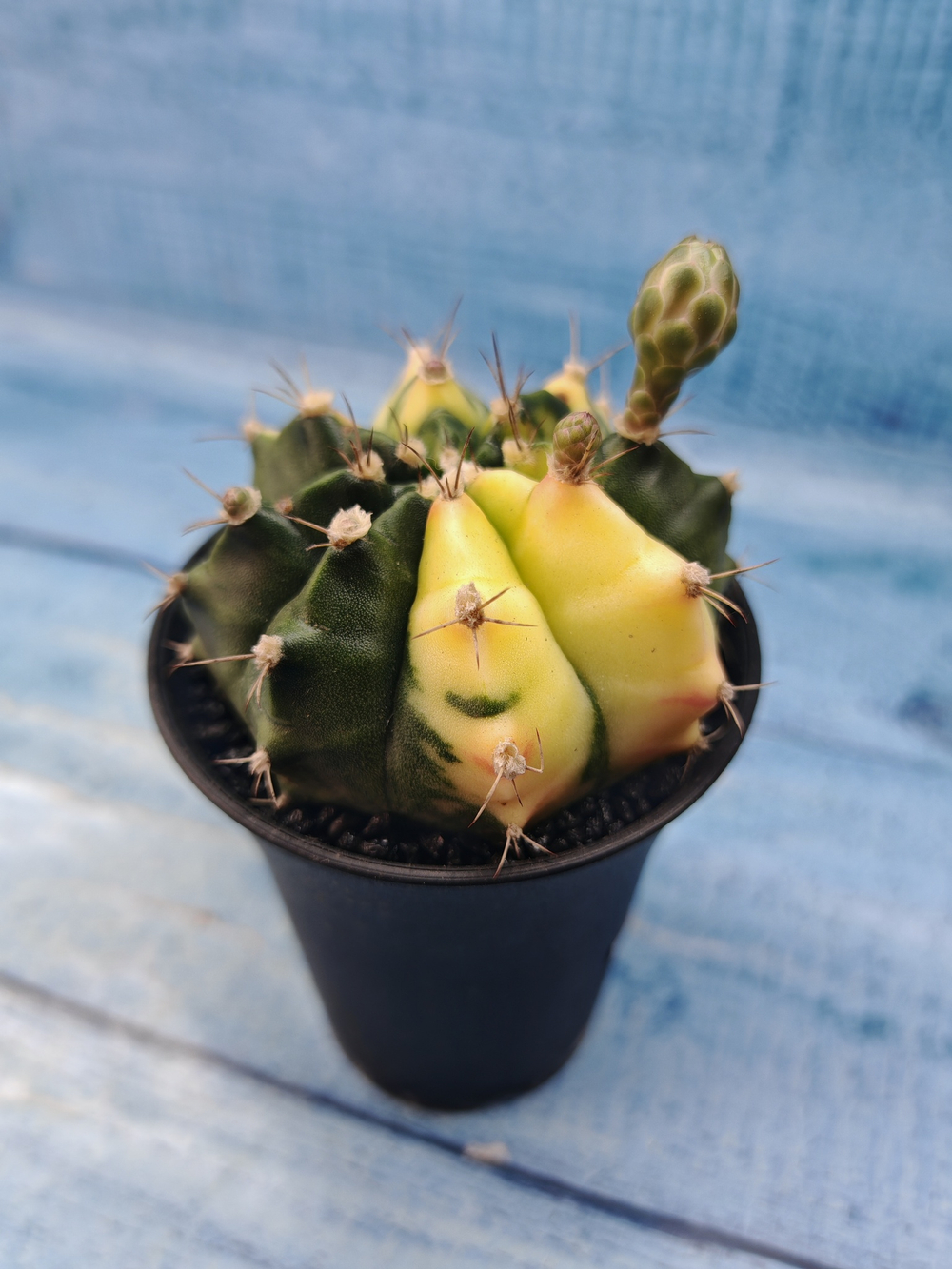 Gymnocalycium Variegata (Гимнокалициум Вариегатный)
