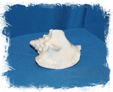 Стромбус Костатус (Macrostrombus costatus) 10-16см