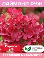 Даймонд Руж гортензия метельчатая