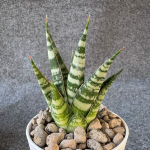 Сансевиерия MOHAWK