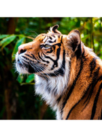Алмазная мозаика 20х20см. "Профиль тигра" блест. с полн.заполнен.на подрам. (Арт. НД-0915)
