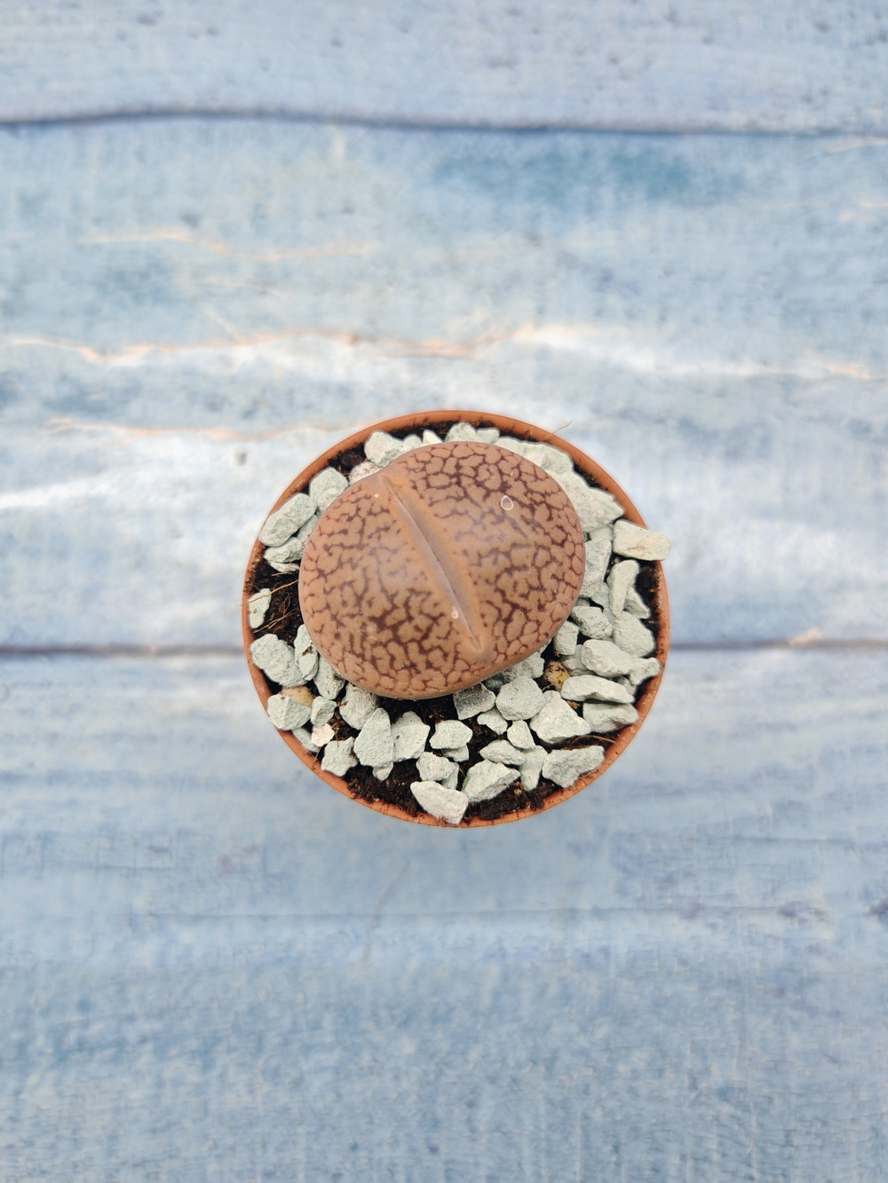 Lithops sp. (Литопсы)