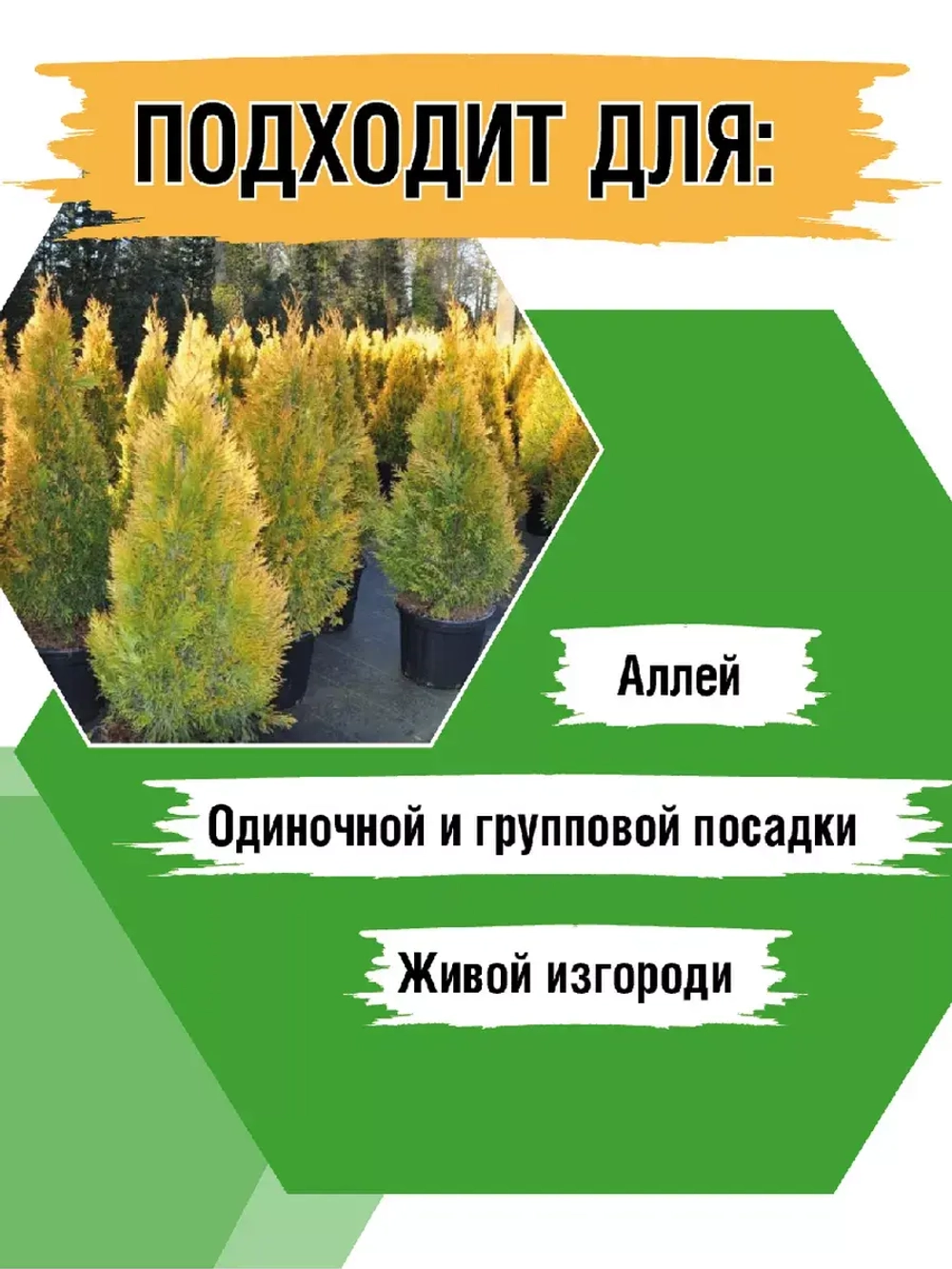 Туя саженец западная Еллоу риббон хвойные