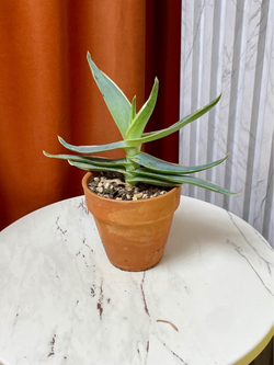 Алоэ Мюрея & Стриата в терракоте, D11см Н20см, 1шт, Urban Jungle (7143)