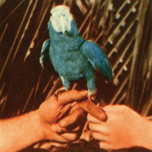 Andrew Bird / Are You Serious (LP)
