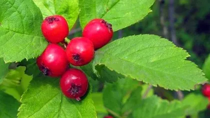 Боярышник кроваво-красный (цветы)