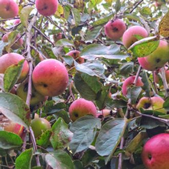 Яблоки свежие сезонные деревенские / 1 кг