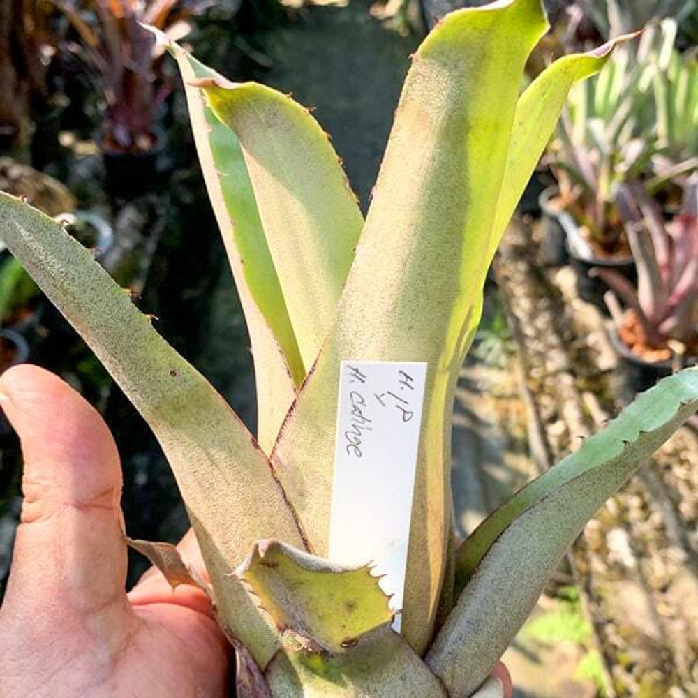 Хохенбергия LP X CATINGAE