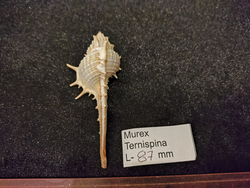 Мурекс Терниспайн