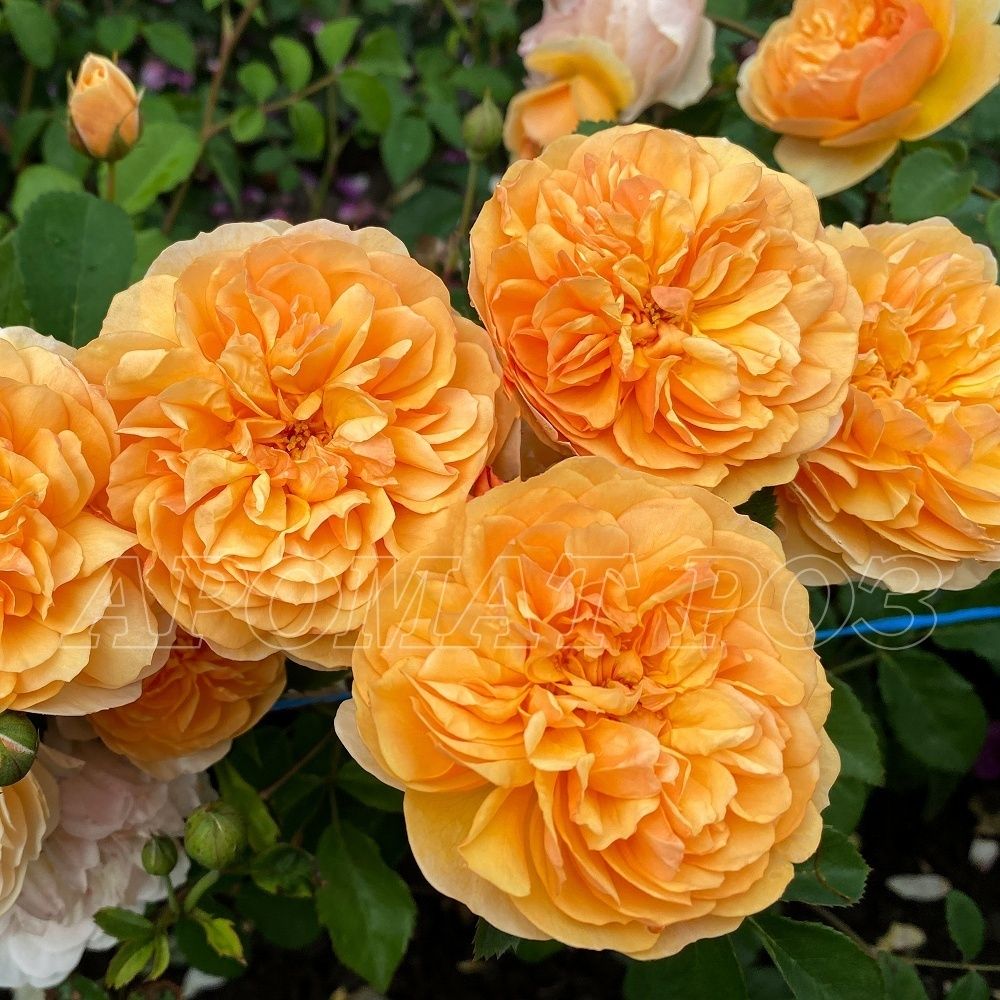 Порт Санлайт (Port Sunlight)