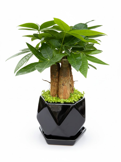 Пахира Little Forest Three-Branch ке