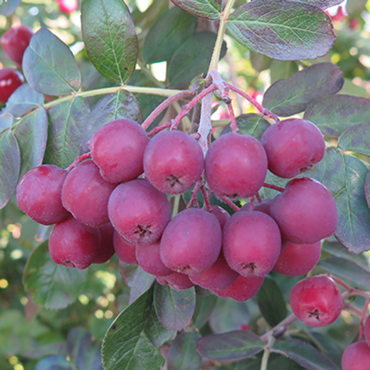 Рябина Гранатная С5 Закупка М69 июнь 2026