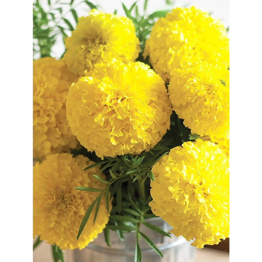 Семена Тагетес Купид желтый 0,3гр