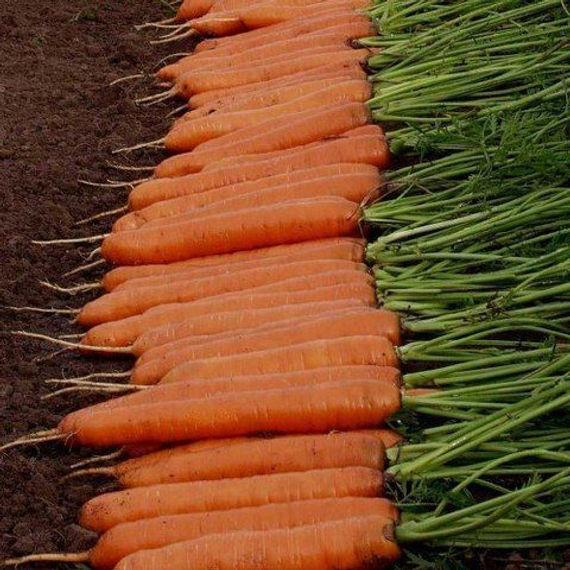 Монанта семена моркови нантской (Rijk Zwaan / Райк Цваан) продукт