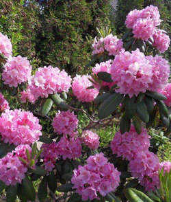 Рододендрон гибридный Хельсинки Юниверсити 25-30 см Закупка М63 апрель 2026