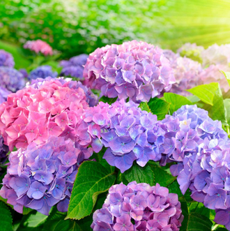 Гортензии <span>от 890 ₽</span>