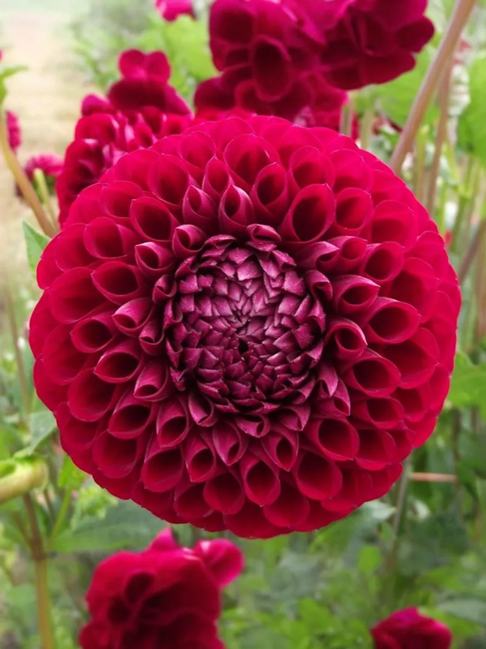 Георгин помпонный Корнел