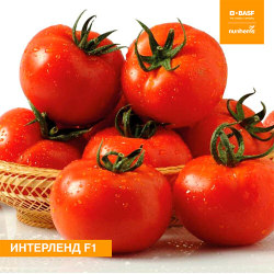 Томат Интерленд F1