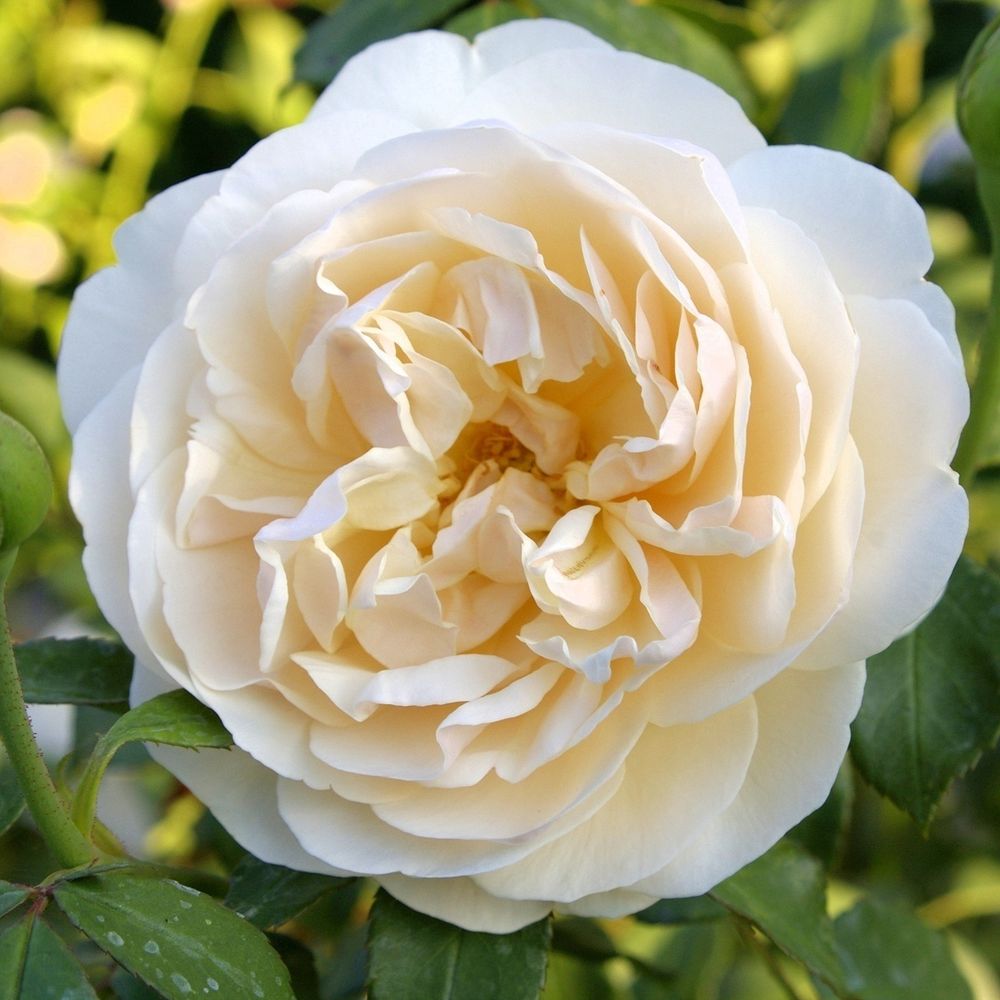 Личфилд Энджел (Lichfield Angel)