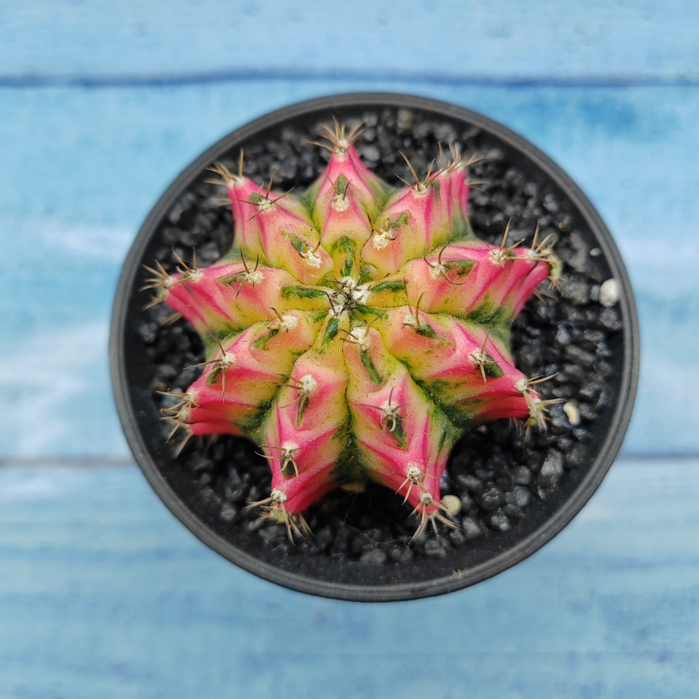 Gymnocalycium Variegata (Гимнокалициум Вариегатный)