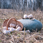 Счетный материал 12 желудей в мешочке неокрашенные