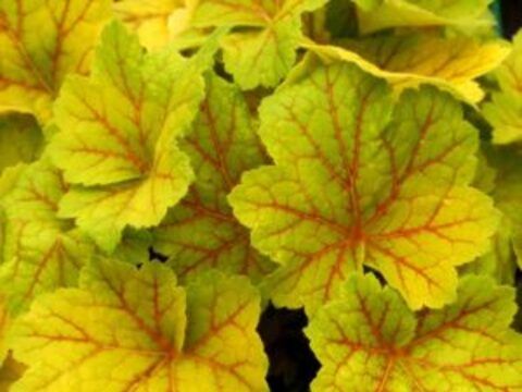 Гейхера Electra (Электра)