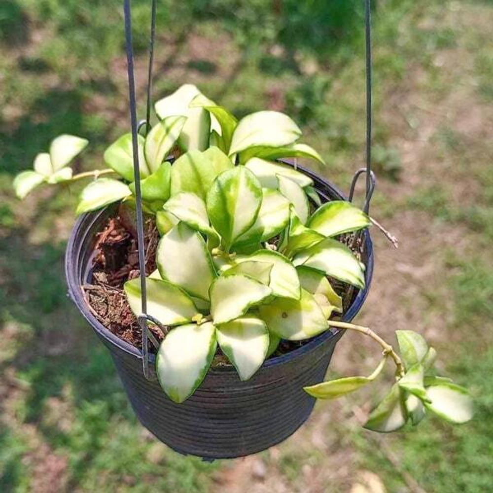 Хойя HEUSCHKELIANA VARIEGATA