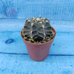 Gymnocalycium Friedrichii (Гимнокалициум)