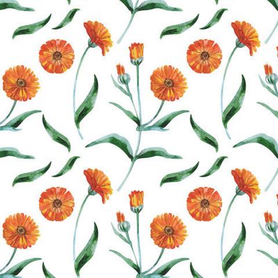 Цветы календулы на белом