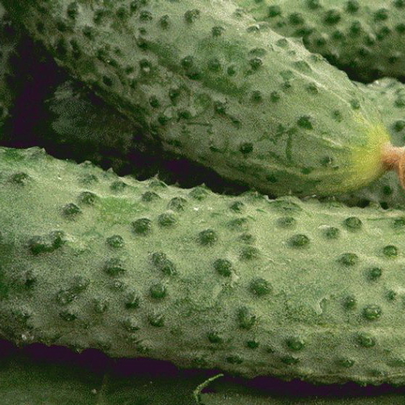 Герман F1 семена огурца (Seminis / ALEXAGRO) культура – фото 10