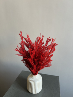 Китайский можжевельник красный