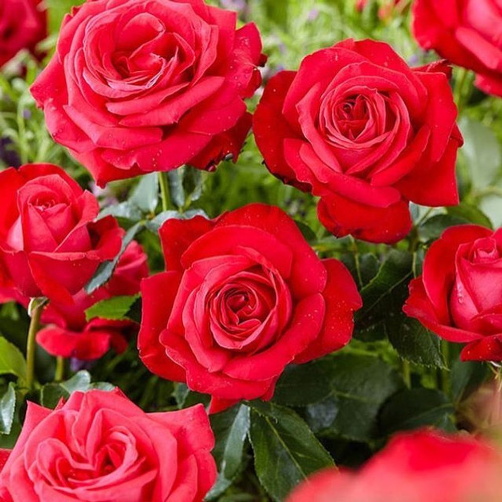 Штамбовая роза Дам де Кер цветок