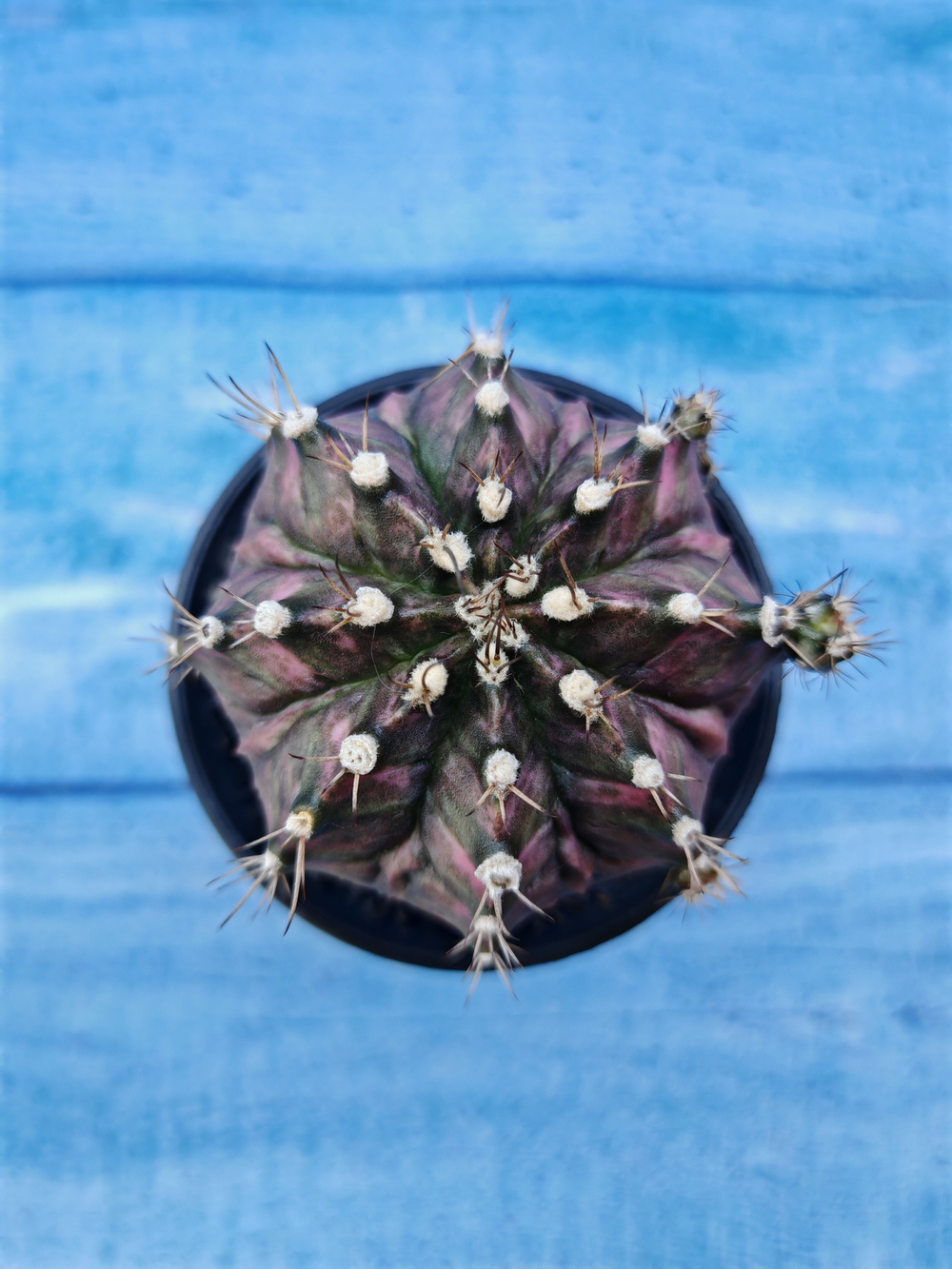 Gymnocalycium T-Rex Pink hybride (Гимнокалициум T-rex)