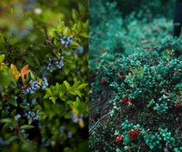 Голубика, клюква