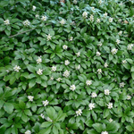 Пахизандра верхушечная Грин Шин