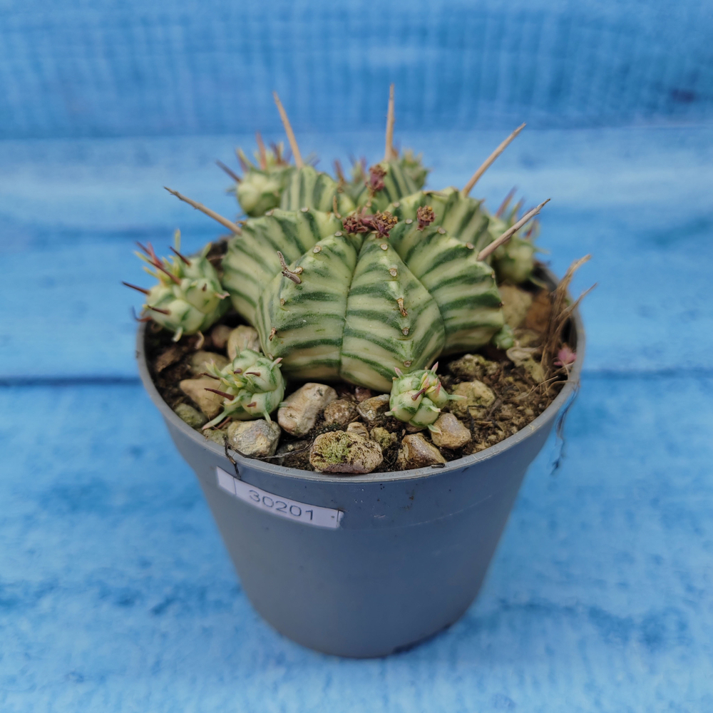 Euphorbia meloformis f. Variegated (Эуфорбия вариегатная)