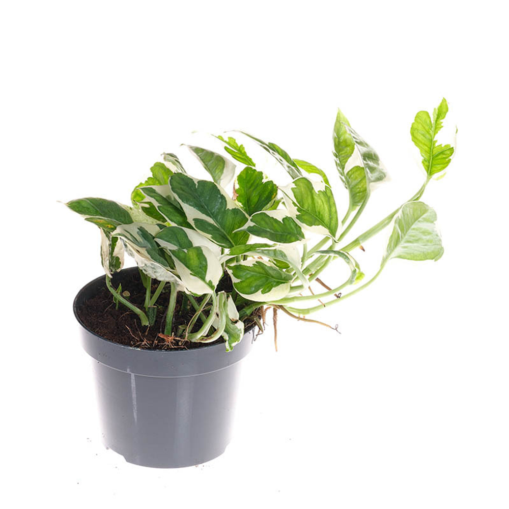 Эпипремнум