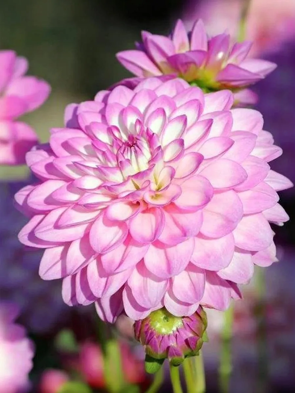 Георгин декоративный Дикси Мелоди