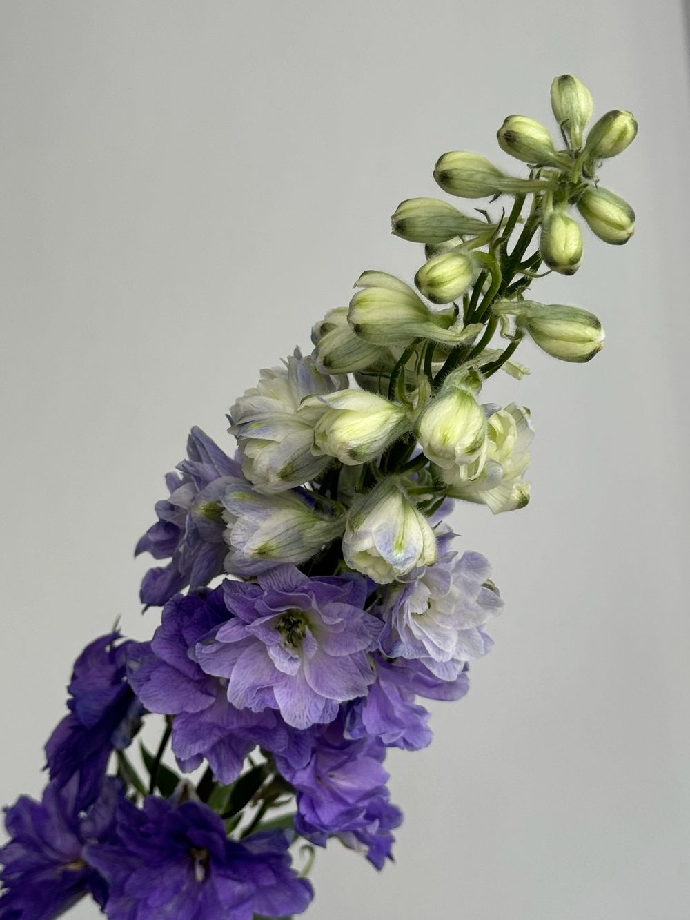 Дельфиниум фиолетовый