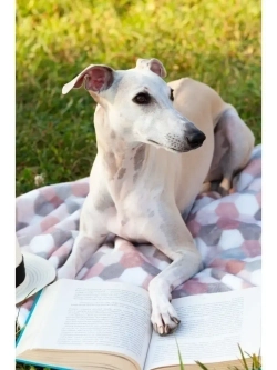 Плед для животных